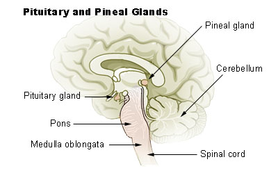 File:Illu pituitary pineal glands.jpg