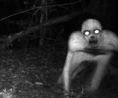 Trail cam wtaf fleshgait.jpg